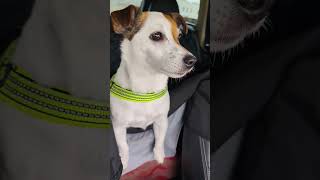 Jack Russell terrier Treisy and Azzuro ❤️ #jackrussellterrier