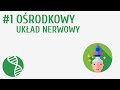 Understanding the Human Brain and Nervous System
