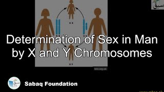Determination of Sex in Man by X and Y Chromosomes