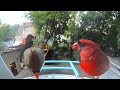 Cardinal Couple Visits Birdfy Bird Feeder
