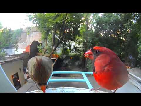 Cardinal Couple Visits Birdfy Bird Feeder