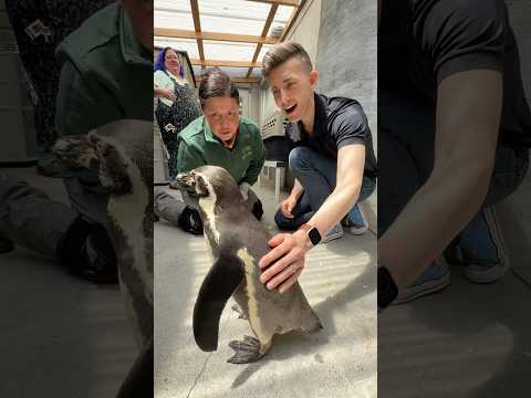 My blind husband met and fed a penguin! 🐧🥹 #shorts