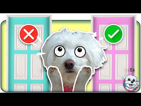 No ABRAS la PUERTA MISTERIOSA PERRUNA INCORRECTA!😱 Retos Divertidos! 🐶Anima Dogs