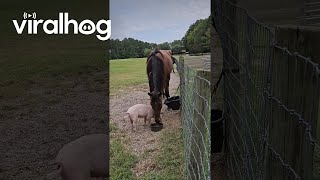 Horse vs Piglet at the Food Bowl || ViralHog