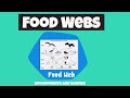 Understanding Food Webs and Energy Flow
