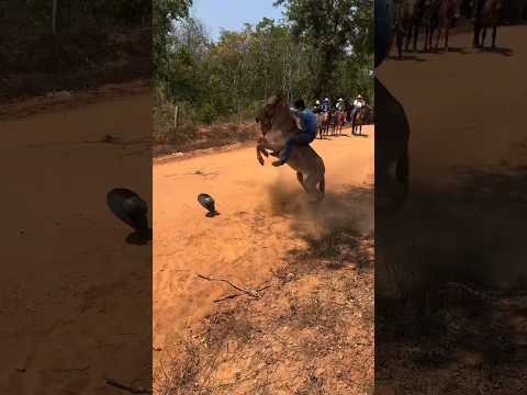 Aí tem pulo guardado 🫏💥💪🤠 #cowboy #fazenda #muladeiros #rodeio