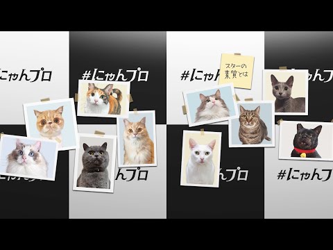 【後編】猫の手も借りたい忙しい人のための #にゃんプロ スーパーダイジェスト