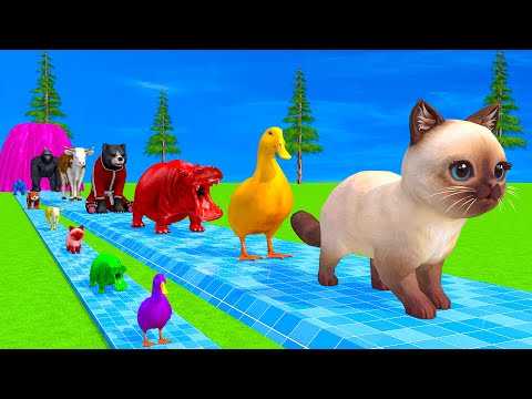Long Slide Game With Elephant Gorilla Buffalo Hippopotamus Tiger - 3d Animal Game - Funny 3d Animals