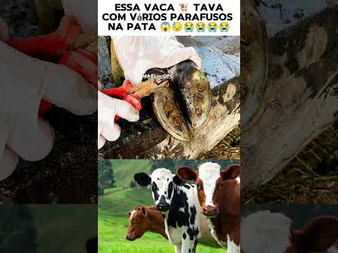 Essa vaca tava com muita dor