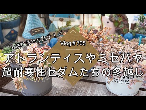 【Vlog705】【多肉植物】枯れちゃった？！アトランティスやミセバヤ超耐寒性セダムたちの冬越し【紅葉と冬芽】