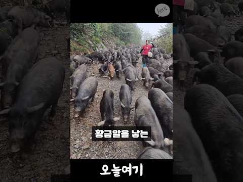 태국 농부들의 돼지, 진짜 황금알을 낳는다고?