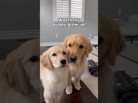 Watch my puppy grow up this year🐶 #dogshorts #goldenretriever #puppies #doglife #puppyvideos #puppy