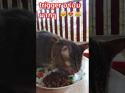#ทิกเกอร์บอกอร่อยมากๆ🐱😹🤣