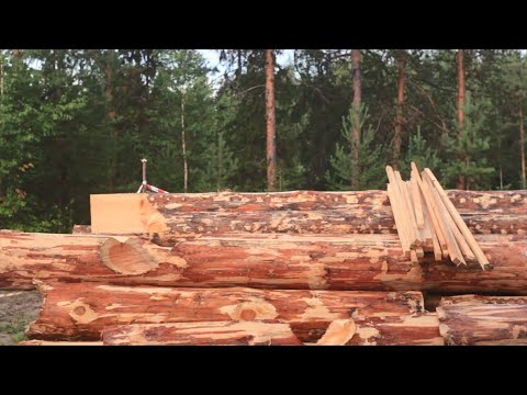 Жители Ижемского района могут заготавливать древесину для частных нужд в муниципалитете