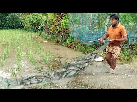 ভারি বৃষ্টির পানিতে চায়না জাল দিয়ে মাছ ধরা। অদ্ভুত মাছ ধরার ফাঁদ। Fishing in rainy season। মাছ ধরা