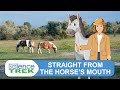 Understanding Horse Care and Characteristics
