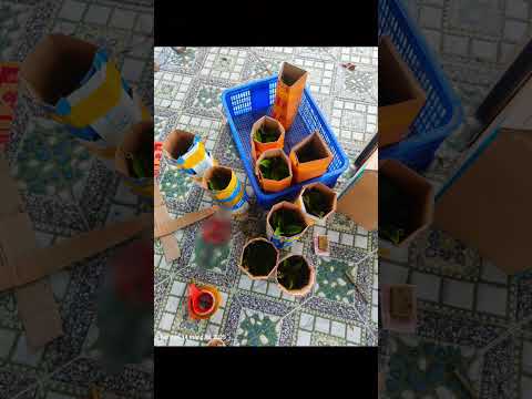 Cây chanh nho về Vĩnh Phúc #cayxanh