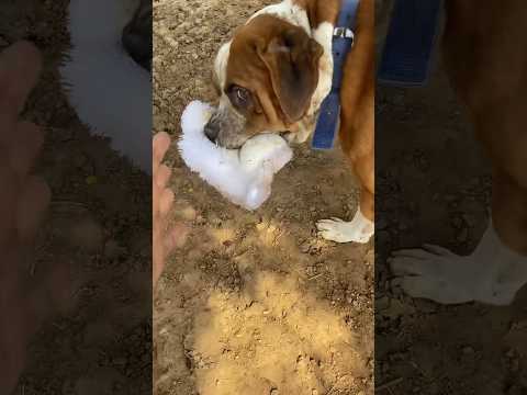 Dog 🐶 ne rabbit 🐰 per attack kar diya😰 #pitbulldog ￼#rabbit #pets #petsvlog #animals #shorts
