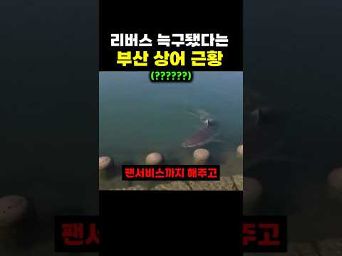 리버스 늑구됐다는 <strong>부산</strong> 상어 <strong>근황</strong>