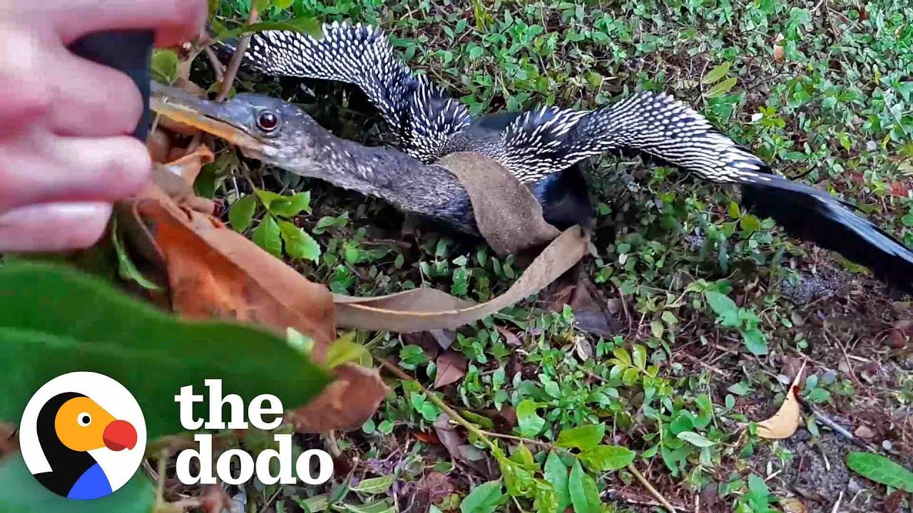 Family Cheers After They Save A Snakebird And Watch Him Fly Away
