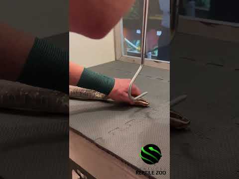 Venom extraction from the Common cantil (Agkistrodon bilineatus) #venomislife #kyreptilezoo #snakes