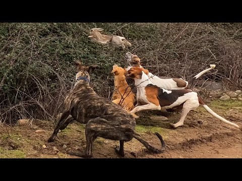 La Mejor Agarrada de la Mestiza de Conejo Volador!!