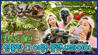 영롱한 그 이름! 블랙사파이어 [6시N내고향] / KBS 방송