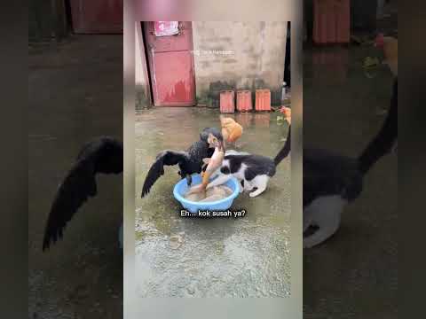 makan ikan satu persatu #shorts #short