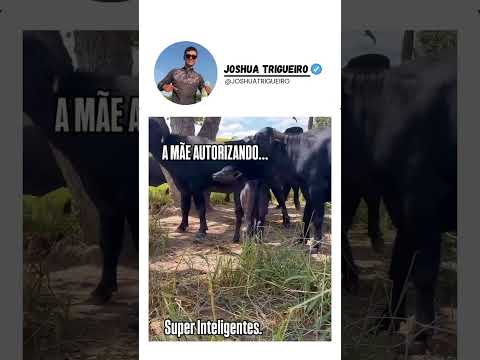 #fypage #explore #agro #campo #jatz #joshuatrigueiro #fyp