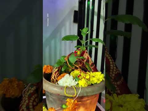 #devuthniekadashi #iskcon #tulsi #tulsivivah #bhajan #tseries #tulsikumar #mumbai #dombivali #yts