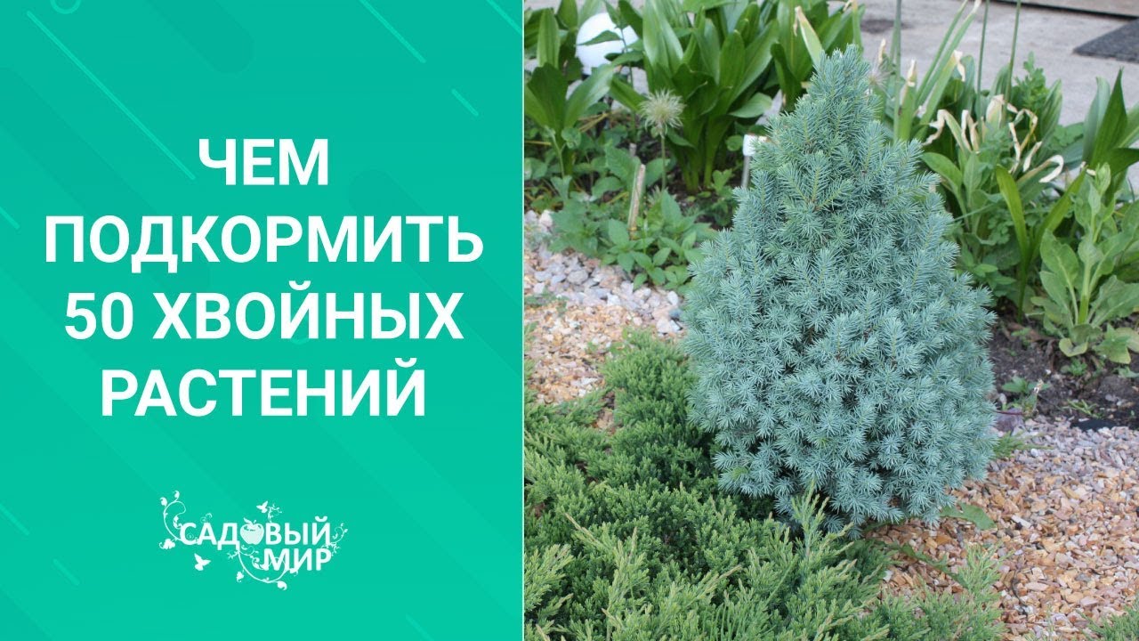 Чем подкормить 50 хвойных растений