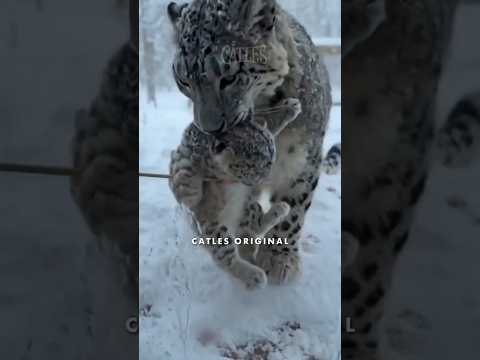 Mother Snow Leopard Appeared Carrying Her Injured Cub... Tearful Rescue | 傷ついた我が子をくわえて現れた母ユキヒョウ涙の救出劇