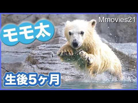 【可愛い詰め合わせ】ホッキョクグマ「モモ太」生後5ヶ月男鹿水族館GAO~A day in the life of Momota, the polar bear cub,Oga Aquarium GAO