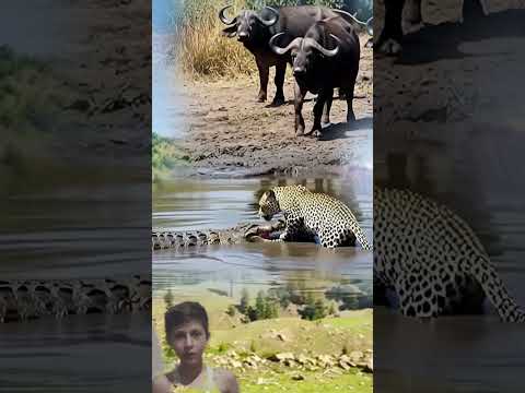 Alligator With Wild Bulls In River #amazinganimalsanimalkingdom