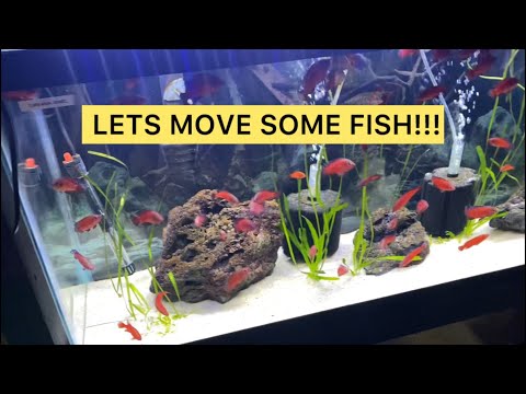 Much need aquarium upgrade for predator fish From tiny aquarium to huge aquarium for these monster fish