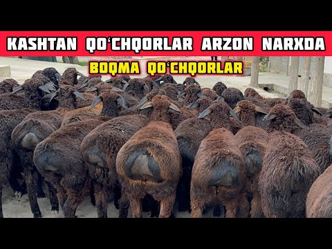 Yemga Tayyor Qoʻchqorlar,Narxlar Arzon Boʻldi Shoshiling
