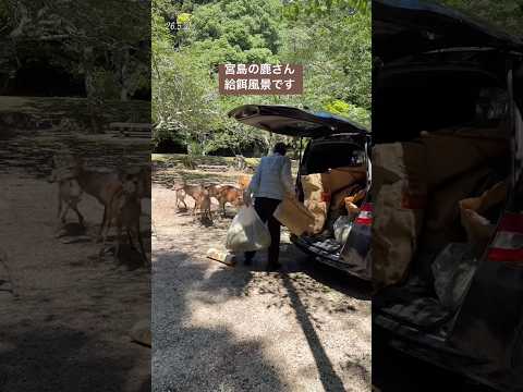 本日も宮島の鹿さんにごはんをお届けできました(新緑がきれい)