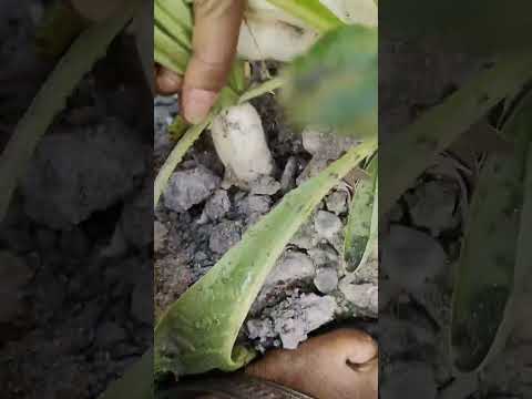 #meri chhoti si sabjiyon ka Bagan#minivlog#lalita chouhan official#🥀🌿🪴🤗