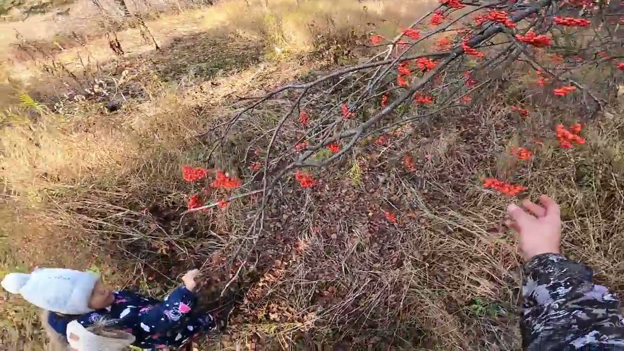 В осенний лес с манком. In the autumn forest with decoy