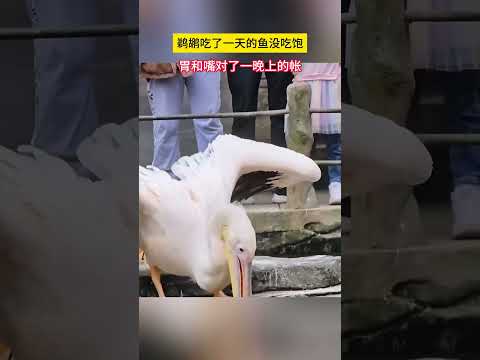#搞笑 鹈鹕吃了一天的鱼没吃饱，嘴和胃对了一晚上的帐 #shortsvideo #鹈鹕 #有趣的 #迷惑行为
