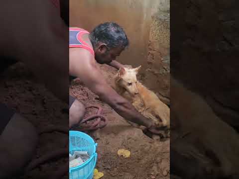 Rescue Dog & puppies at Jeshapets/Nagercoil/Kanyakumari dist/Tamilnadu/📱9524136710🐶