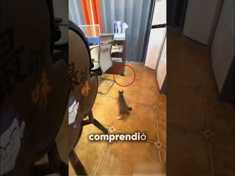 Secuestró un gato para que atrapara un ratón
