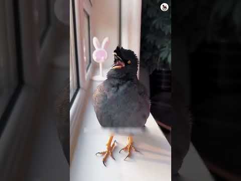 Kolijate kamor marbe pajorerhar vengge felbe #talkingbirds #shalikpakhi #birds #shorts #amizingfacts