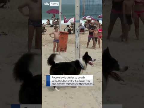 Brazilian dog becomes footvolley star