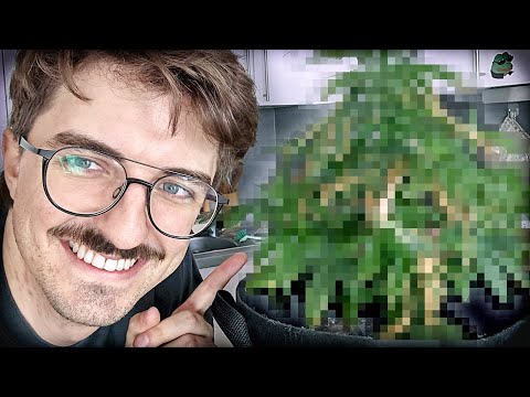 So geht es meinen Pflanzen | Growbox Update