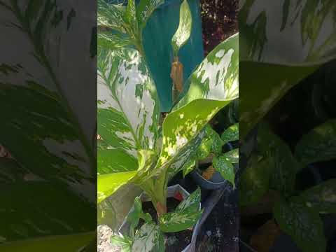 dumb cane plant 🪴 || #garden #terrace #trending #shorts #fyp #plants #vegetables #yt