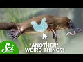 Evolutionary Adaptations in Stomachless Animals