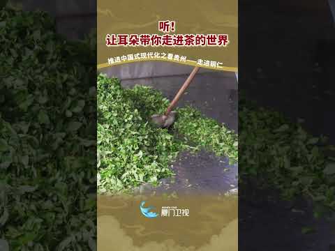猫の動画サムネイル - 【兩岸】聽！讓耳朵帶你走進茶的世界