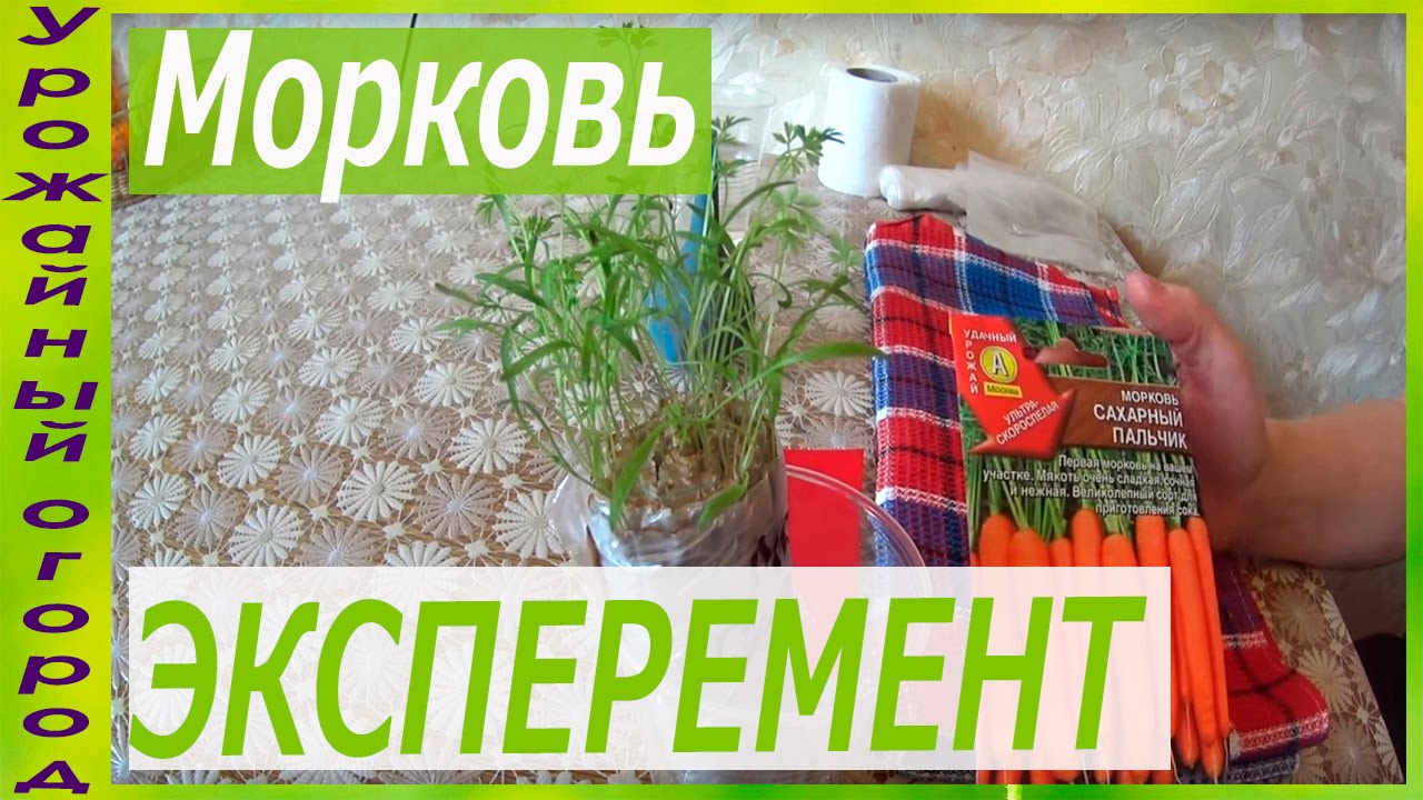 Рассада морковиэксперимент