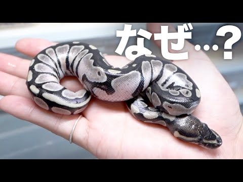 ありえない蛇が生まれました